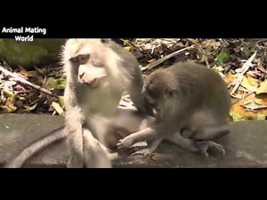 The Best and Funniest Monkey Mating Videos!