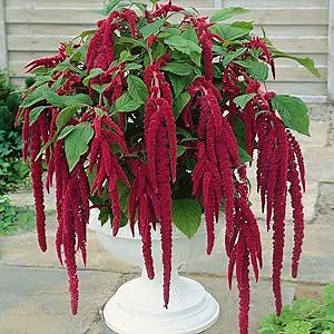 Outsidepride Red Amaranthus Seeds - 10000 Pcs Easy to Grow, Drought Tolerant Annual Amaranth Seeds for Planting with Colorful Spikes, for Cut Flower Arrangements, Flower Beds & Borders