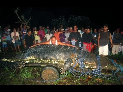 Lolong the World's Largest Crocodile found in the Philippines