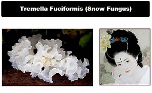 What is Tremella Mushroom?
