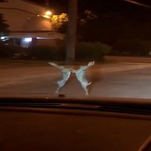 2.9K views · 28 reactions | Caught two rabbits fighting fiercely. #animal | Boot | Facebook