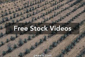Best 3d family taboo Videos
