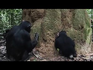 Goualougo Chimpanzee Uses Multiple Tools at a Termite Mound
