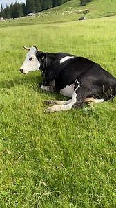 67K views · 3.1K reactions | Apuseni, conectare cu natura. | Asta-i România | Facebook