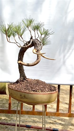 8K reactions · 120 shares | Voi con #bonsai #caycanh | Khac Danh | Facebook