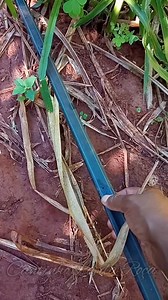 89K views · 2.5K reactions | Como mantemos sempre verdinho plantação de Capiaçu em tempos de seca. Sistema de irrigação por gotejamento" | Cantinho Lá da Roça | Facebook