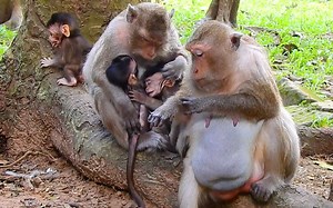 Nanda angry slap out baby Draya from her milk during Daisy busy | Monkey Mister