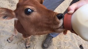 1.7K views · 87 reactions | Ravi, our zebu calf, has been bottle fed...