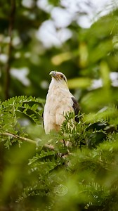12 reactions | The skies come alive with thousands of bird species, turning each sunrise into a natural symphony. Over a thousand bird species move between the jungle and the horizon, offering a spectacle few places can match. #JungleExperiences #Birds #Birdwatching #Amazon | Jungle Experiences - Amazon Cruises | Facebook