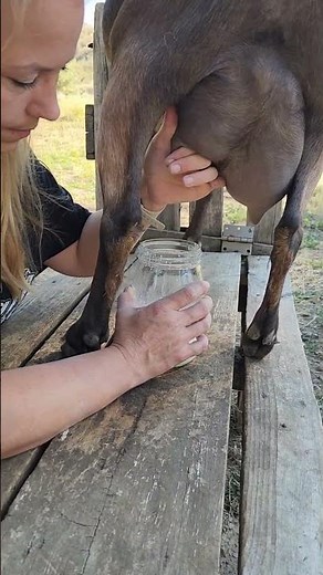 Milking My Mini Alpine Dairy Goat River #dairygoats #farming #sustainableliving