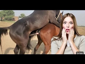 ✅ Complete Horse Breeding Process – First Meeting to Mating Explained