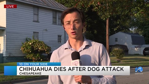 CPD: Chihuahua dies after alleged pit bull attack