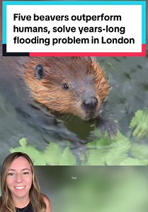 Beavers in London fix years-long flooding with dam building