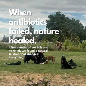 44 reactions · 40 shares | "Amazing for my Senior Dogs! My 11.6 yr...