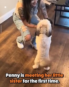 Lonely Dog Gets New Hope | Go Fetch