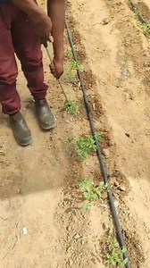 The Difference between #Spraying and #Drenching Spraying It Involves applying a solution to the above-ground parts of the plant (leaves, stems, fruits). Example, Foliar fertilizers, Pesticides for insect control, Fungicides for leaf and stem diseases Advantages: a) Quick absorption by the plant b) Easy to target specific areas Disadvantages: a) May not reach soil-borne pathogens b) Can lead to foliar burn if not applied correctly Soil Drench It Involves applying a solution directly to the soil a