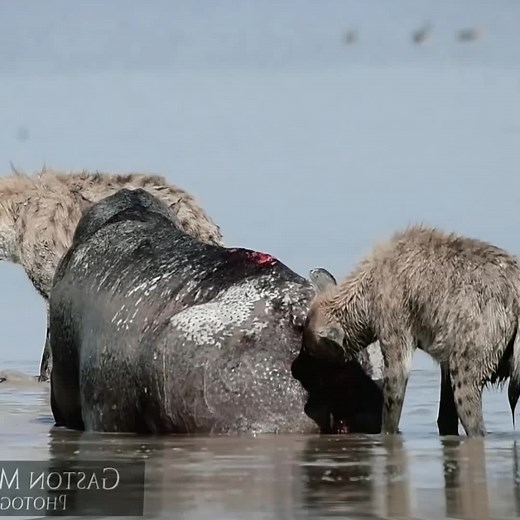 😱#wildanimals #hippo #hyena #animals