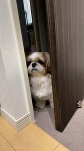 So cute!! | Shihtzu