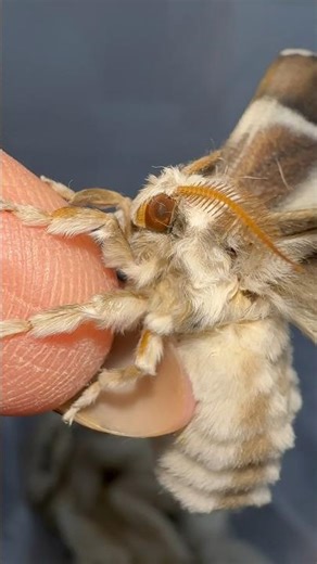 Moth POOPED 💩😳 #moth #insects #silkmoth