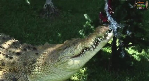 The most intense crocodile attack footage ever captured in a single jaw-dropping compilation