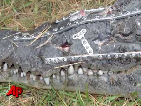'Robo Croc': Crocodile Undergoes Surgery
