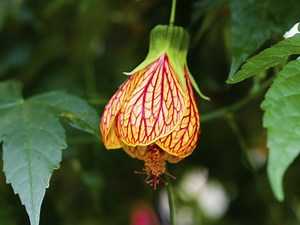How To Care For An Abutilon Red Tiger - Garden Guides