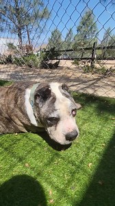 Spoiling our old, hot dog with a couple of hot dogs. | SOS Dog Rescue - Strength of Shadow