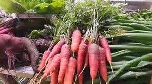 Livraison d'aujourd'hui de nos produits bio de la ferme Akoya #AkoyaHotel #AkoyaExperience #FermeAkoya #Fresh #Bio | Akoya Hôtel & Spa, île de La Réunion