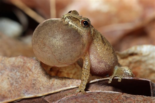 It's the first day of spring and, right on cue, we heard the spring peepers for the first time last night! The chorus that you hear from these tiny (1-1.5 inch) frogs on warm nights is a spring peeper mating ritual. The males of this species are calling out to the females, who are drawn to their chirping suitors. After the frogs mate, the females will lay eggs underwater. Those eggs hatch in approximately twelve days. Peepers love the many ponds found in and around the woods on Behrend’s campus 