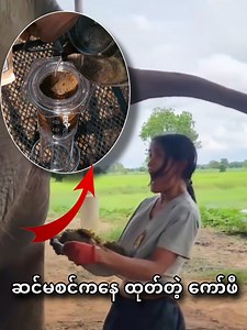 34K views · 440 reactions | ဆင်မစင်ကနေထုတ်တဲ့ စျေးအကြီးဆုံးကော်ဖီ  #KnowledgeMyanmar | Knowledge Myanmar | Facebook