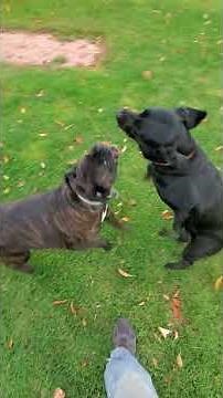 nice dog dogging session