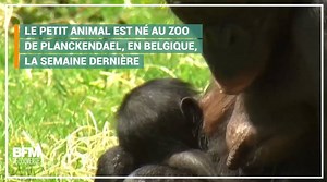 Depuis qu'il a vu le jour, ce bébé bonobo ne quitte plus les bras de sa mère 🙊 | BFMTV