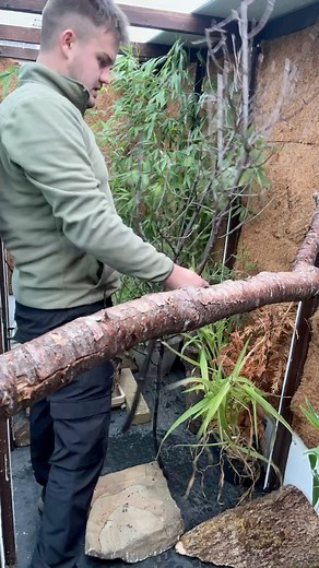 101K views · 1.9K reactions | Setting up the aviary for my Bearded Tits and Diamond Doves ️ | OC Aviary | Facebook