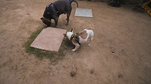 Brody Ke Birthday 🎂 Pe Fight Ho Gai 😱 | Harpreet SDC