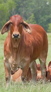 100% American Brahman | Huastecas Ranch