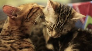 clip-25306385-cat-leopard-coloring-takes-care-another-washes