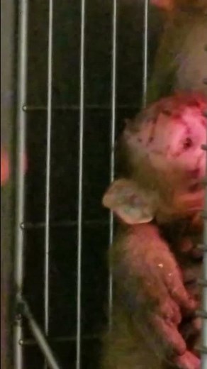Cruel Lab Isolation: The Bond of a Mother Monkey & Baby 💔