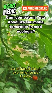Cum combatem Tuta Absoluta sau molia tomatelor în mod ecologic? #tuta #tutaabsoluta🍅#moliatomatelor #agromedicro Tuta Absoluta sau molia tomatelor atacă acum. Este un dăunător foarte periculos și fără tratamente preventive este greu de eliminat. Dacă tomatele arată ca frunzele din imagini, cu săpături late și excrementee pe frunze, trebuie să aplicați insecticide pentru acest dăunător. Pentru că apare deseori când roșia este deja mare, noi vă propunem să aplicați insecticidul Voyager x, omologa
