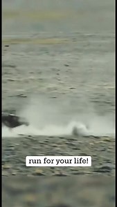 155K views · 669 reactions | #Wolves #Wildlife #WolfPack #NaturePhotography #Predators #WildlifeLovers | Wildlifetobe | Facebook