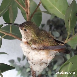 Get close to nature! Our library of nature & animal cams is the largest in the world. | explore.org