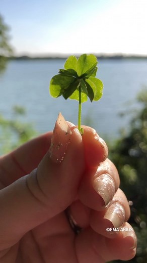 1.1K reactions · 64 shares | ~ Six-Leaf & Seven-Leaf Clover Medley ✨ Much love, luck, and peace.  ~ #sixleafclover #sevenleafclover #clover #nature #goodluck #goodvibes #love #peace #happiness #joy #positivevibes #plantsmakepeoplehappy #happywednesday | Ema Arius | Facebook