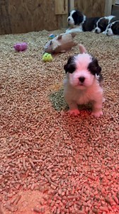 94K views · 2.1K reactions | Cranberry may be the tiniest of the...