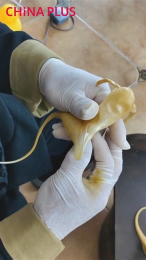 Artisans heat the syrup to a certain temperature and knead it into a ball with an open center before pinching the open area and stretching it into a tube. They then blow air from the tube into the ball, shaping the sugar ball into a variety of vivid blown sugar figurines that showcase this time-honored folk art. #FunChina #Heritage #Foryou | China Plus Culture