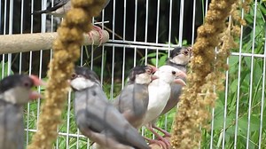 #E Java Sparrow - JS #M Pipit Java - Finch #C 文鸟 1. English Please...