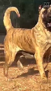 The strangest dog breeds in the world #interesting | Chris