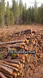 1.7K views · 55 reactions | A nearly 25-year-old rule that prohibits logging on national forest land is being halted by the Trump administration in order to reduce the risk of wildfires, Agriculture Secretary Brooke Rollins announced. #logging #forest #trump #wildfires #agriculture #BrookeRollins | Washington Examiner | Facebook