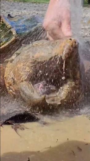 Petting an Alligator Snapping Turtle 😳🐢