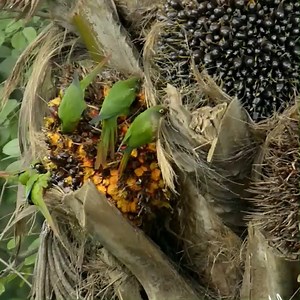 11K views · 542 reactions | Wild Green parrots enjoying eating in fruits garden #birds #birding #birdlovers #birdwatching | Saving Birds | Facebook