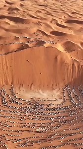 8.9K views · 246 reactions | Desert Safari Adventure...