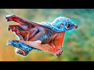 STRANGEST Animal Adaptations In Nature!